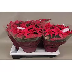 Пуансеттия (молочай красивейший) - Euphorbia pulcherrima D17 H35