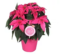 Пуансеттия (молочай красивейший) розовый - Euphorbia pulcherrima D14 H25