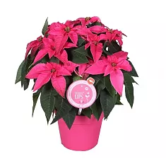 Пуансеттия (молочай красивейший) розовый - Euphorbia pulcherrima D14 H25