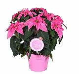 Пуансеттия (молочай красивейший) пурпурный - Euphorbia pulcherrima D14 H25