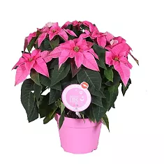 Пуансеттия (молочай красивейший) пурпурный - Euphorbia pulcherrima D14 H25