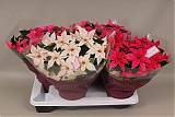 Пуансеттия (молочай красивейший) микс - Euphorbia pulcherrima D17 H35