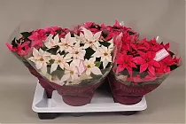 Пуансеттия (молочай красивейший) микс - Euphorbia pulcherrima D17 H35