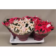 Пуансеттия (молочай красивейший) микс - Euphorbia pulcherrima D17 H35