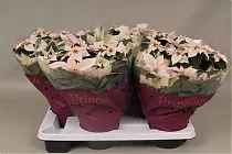 Пуансеттия (молочай красивейший) белый - Euphorbia pulcherrima D17 H35