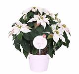 Пуансеттия (молочай красивейший) белый - Euphorbia pulcherrima D14 H25