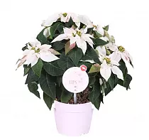 Пуансеттия (молочай красивейший) белый - Euphorbia pulcherrima D14 H25