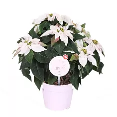 Пуансеттия (молочай красивейший) белый - Euphorbia pulcherrima D14 H25