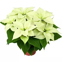 Пуансеттия (молочай красивейший) желтый - Euphorbia pulcherrima D12 H30