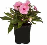 Бальзамин (Импатиенс) - Balsaminaceae D12 H25