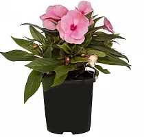 Бальзамин (Импатиенс) - Balsaminaceae D12 H25