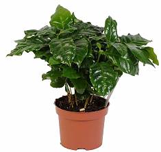 Кофейное дерево - Coffea D12 H35