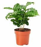 Кофейное дерево - Coffea D12 H30