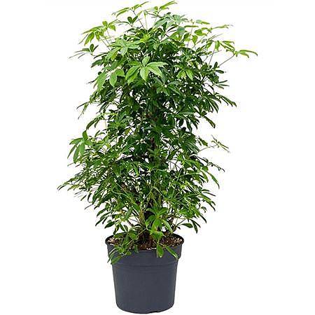 Шеффлера Компакта бранч - Schefflera Compacta Branched D38 H180