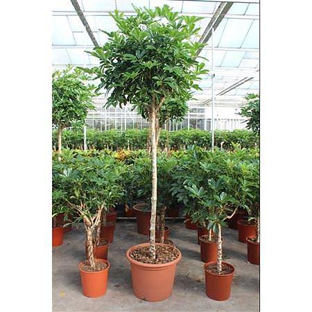 Шеффлера Компакта штамб - Schefflera Compacta On Stem D55 H260