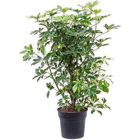 Шеффлера Компакта бранч - Schefflera Compacta Branched D30 H120