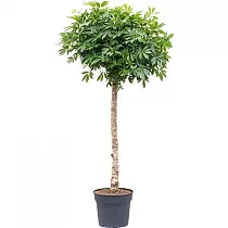 Шеффлера Компакта штамб - Schefflera Compacta On Stem D38 H200