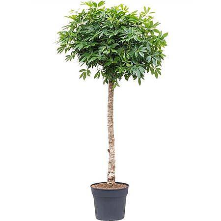 Шеффлера Компакта штамб - Schefflera Compacta On Stem D38 H200