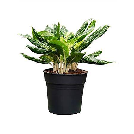 Аглаонема Мадонна  - Aglaonema madonna D27 H70