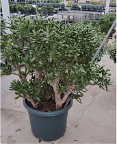 Крассула Голлум - Crassula ovata Gollum D48 H120