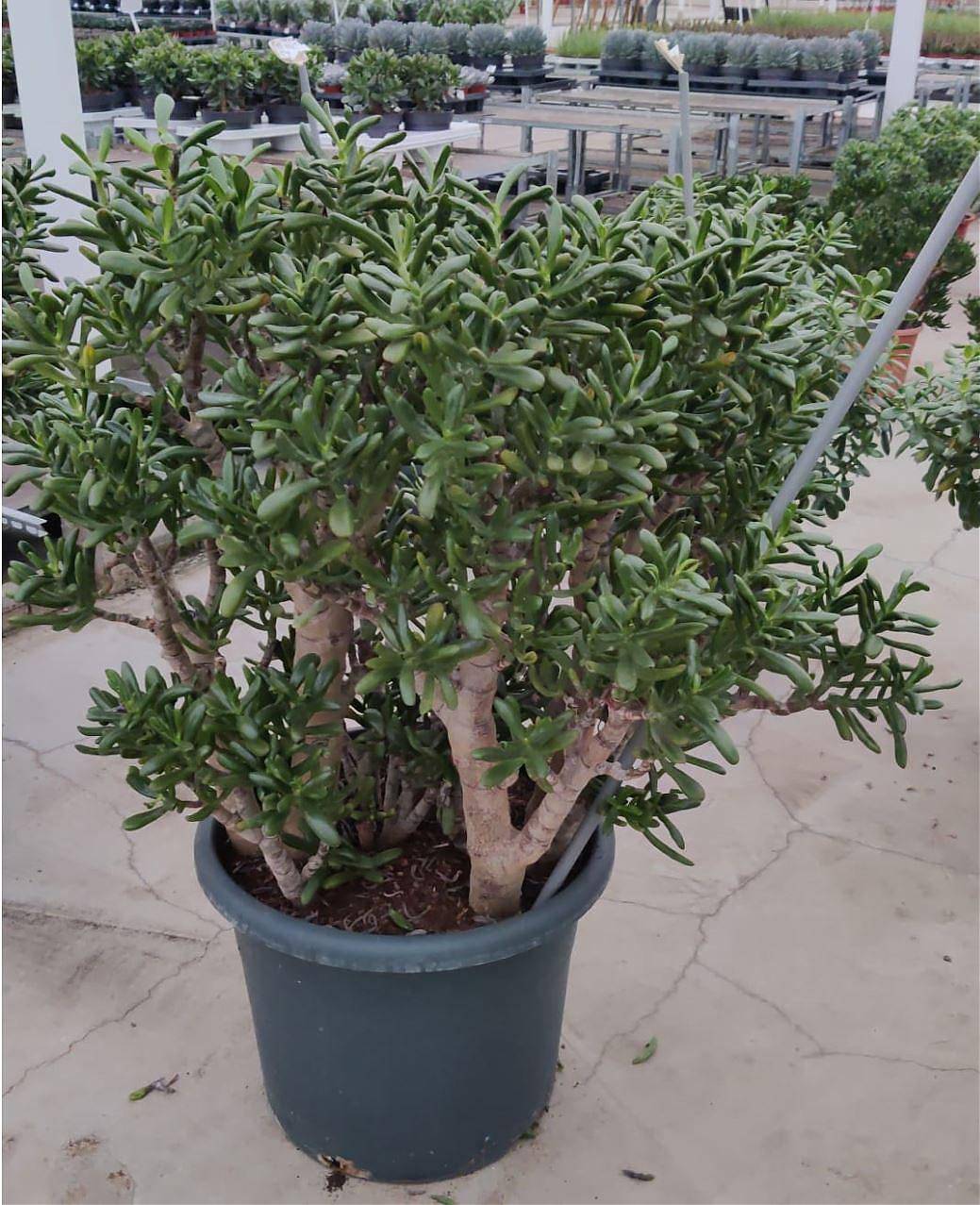 Крассула Голлум - Crassula ovata Gollum D48 H120