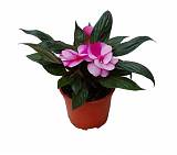 Бальзамин (Импатиенс) - Balsaminaceae D12 H25