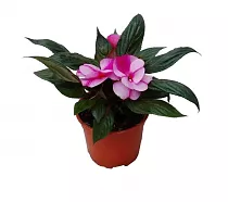 Бальзамин (Импатиенс) - Balsaminaceae D12 H25