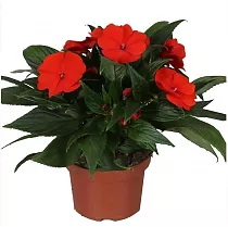 Бальзамин (Импатиенс) - Balsaminaceae D12 H25