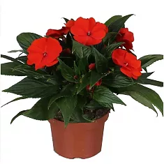 Бальзамин (Импатиенс) - Balsaminaceae D12 H25