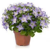 Кампанула Изофола Берлин голубая - Campanula isoph Berlin Bicolor D10 H17