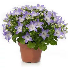 Кампанула Изофола Берлин голубая - Campanula isoph Berlin Bicolor D10 H17