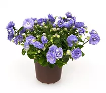 Кампанула голубая махровая - Campanula D10 H17
