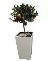 Кумкват + Lechuza CUBICO Color 30