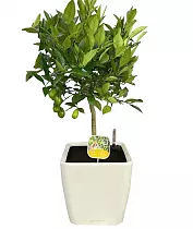 Лайм + Lechuza QUADRO LS 28