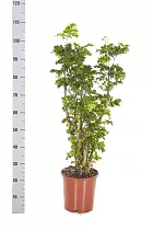 Полисциас Фрутикоза D25 H110