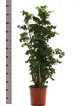 Полисциас Робл D24 H120