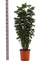 Полисциас Робл D32 H160