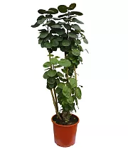 Полисциас Фабиан D30 H120