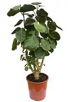 Полисциас Фабиан D24 H90