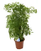 Полисциас Робл D30 H150