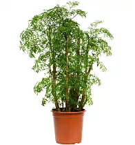 Полисциас Робл D18 H80