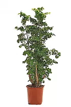 Полисциас Робл D20 H100