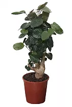 Полисциас Фабиан D21 H70