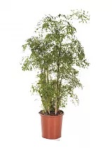 Полисциас Фрутикоза D28 H130