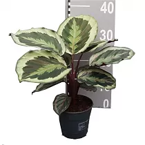Калатея Марион - Calathea Marion D12 H35