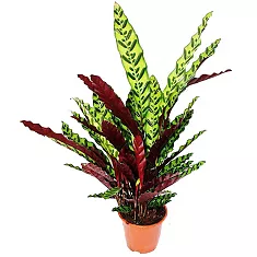 Калатея Лансифолия - Calathea Lancifolia D17 H55