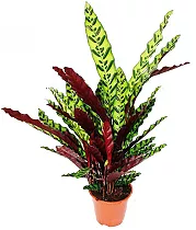 Калатея Лансифолия - Calathea Lancifolia D17 H55