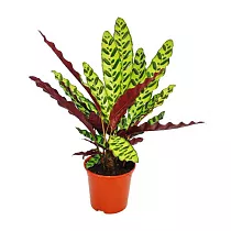 Калатея Лансифолия - Calathea Lancifolia D12 H35