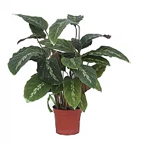 Калатея Мауи Куин - Calathea Maui queen D17 H65