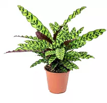 Калатея Лансифолия - Calathea Lancifolia D14 H45